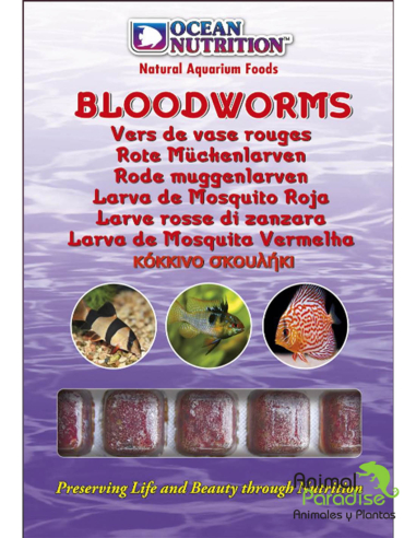 Alimento Congelado Larva Roja de Mosquito | Comida para peces