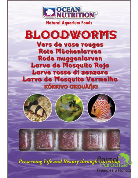 Alimento Congelado Larva Roja de Mosquito | Comida para peces