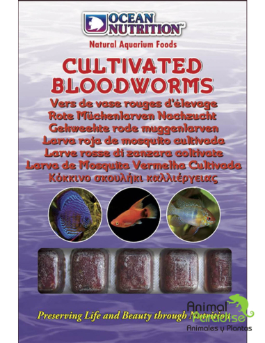 Alimento Congelado Larva Roja de Mosquito Cultivada | Comida para peces