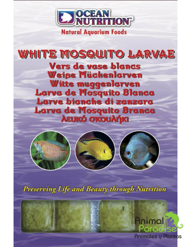 Alimento Congelado Larva Mosquito Blanco | Comida para peces