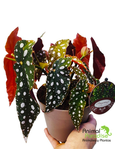 Begonia leaf maculata "Wightii" | Planta para terrario