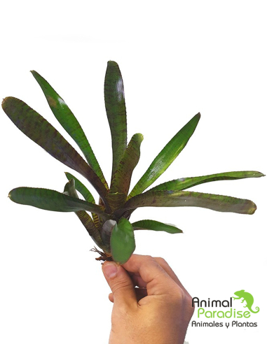 Neoregelia Rubrifolia Hybride Rubra | Planta para terrarios