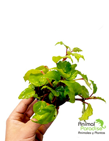 Begonia Glabra | Planta para terrarios