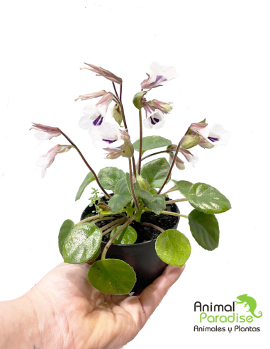 Begonia Schulzei | Planta para terrarios