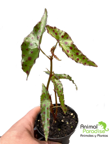 Begonia Amphioxus | Planta para terrarios