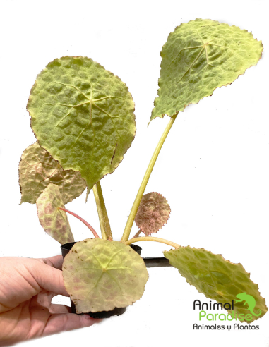 Begonia Goegoenensis | Planta para terrarios