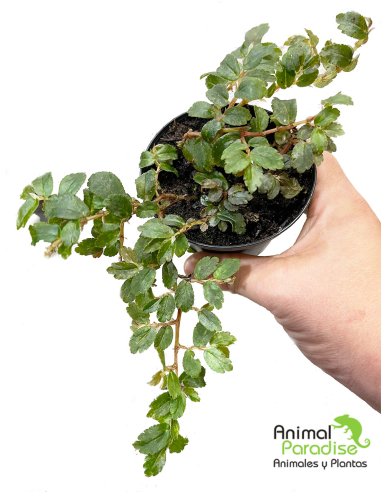 Begonia Foliosa | Planta para terrarios