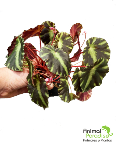 Begonia Cleopatrae | Planta para terrarios
