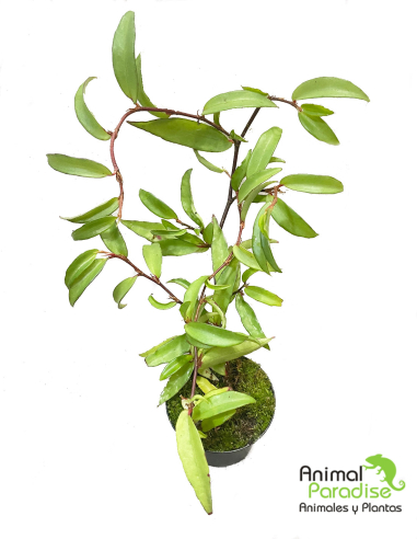 Begonia Polygonoides | Planta para terrarios
