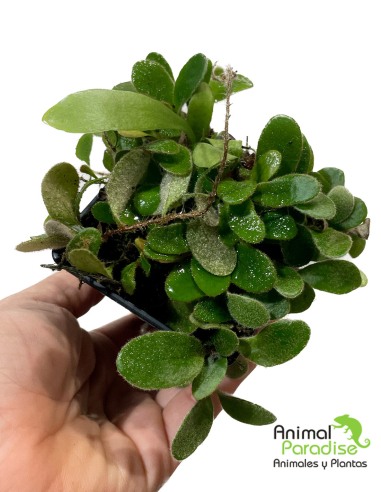 Pyrrosia Nummularifolia  | Planta para terrarios