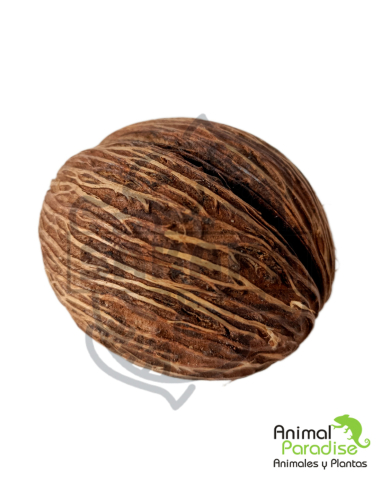 Mintola Coconut | Botánicos