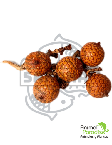 Fruto de Calamus Longisetum - Pack de 5 unidades | Botánicos
