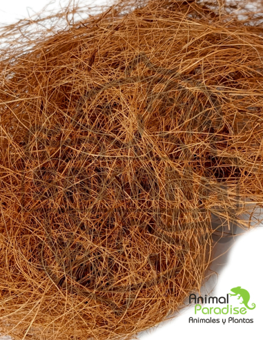 Coconut Hairs| Botánicos