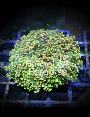 Euphyllia Paradivisa Gold  | Coral LPS | WYSIWYG