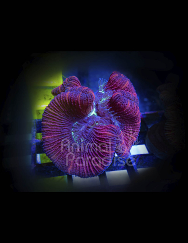 Trachyphyllia  | Coral LPS | WYSIWYG