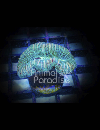 Trachyphyllia  | Coral LPS | WYSIWYG