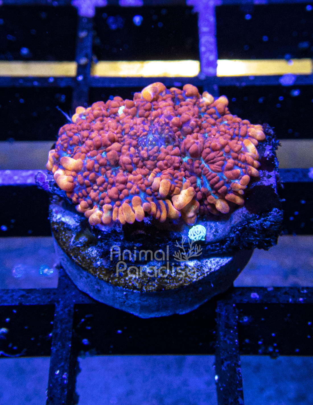 Corales Mushroom